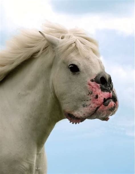 Dog Horses Are Disconcerting, Not Cute, Internet | สัตว์, บ้านหมา ...