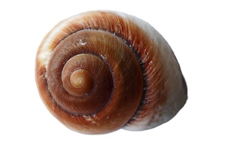 Seashell Shells Sea - Free photo on Pixabay