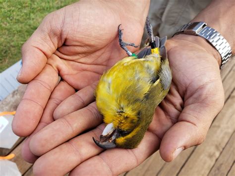 Historic Effort To Save Hawaii Forest Birds With 'Mosquito Birth ...