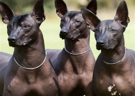 Xoloitzcuintli Dog - Facts, History & Breed Information