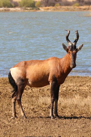 9+ Free Red Hartebeest & Antelope Photos - Pixabay