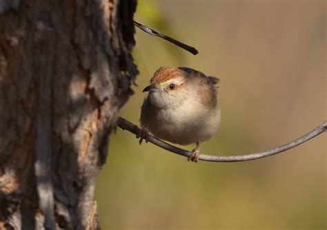 Tinkling Cisticola – Cisticola rufilatus | Buckham Birding