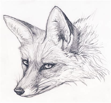 Fox Stare by silvercrossfox on DeviantArt | イラスト 動物, 動物 絵, 動物