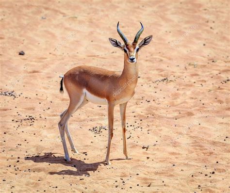 Dorcas Gazelle In The Desert