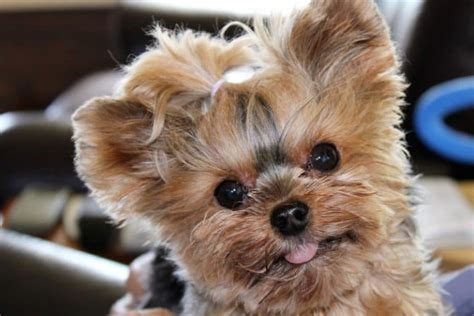 Teacup Yorkie - Everything You Could Want to Know!