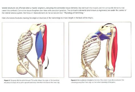 Pin by Kseniya Tishko on anatomy | Muscle