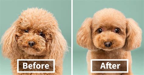 Maltipoo Haircuts Before And After