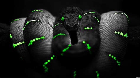 HD wallpaper: snake, reptile, digital art, 1920x1080, snake ultra hd, 4K | Wallpaper Flare