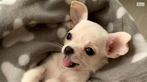 Teacup Chihuahua – Top Facts & A Complete Guide