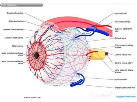 ciliary vein - Liberal Dictionary | Human anatomy and physiology, Eye ...