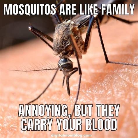 Funny Mosquito Memes | Funny summer memes, Funny mosquito, Weather memes