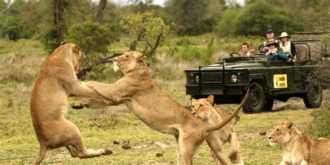 The Popular Luxury Safari Destinations Kenya - Welgrow Travels Blog