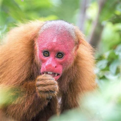 Eight Facts About Uakari Monkeys - Factopolis