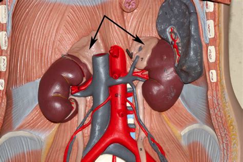 The Adrenal Glands: Location Diagram | Quizlet