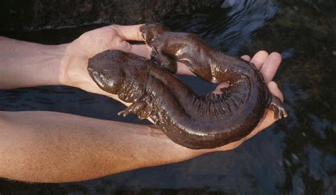 Species spotlight: Hellbender - Illinois-Indiana Sea GrantIllinois-Indiana Sea Grant