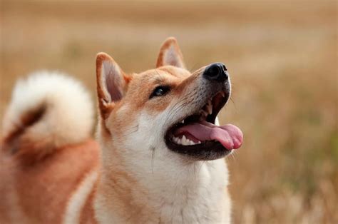 10 Best Shiba Inu Rescues For Adoption