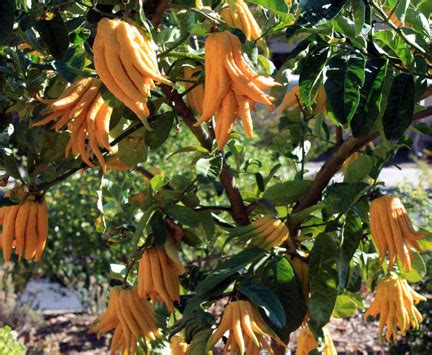 Buddha Hand Citron: growing this amazing tree - TastyLandscapeTastyLandscape