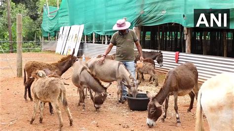 'Donkey milk for everyone': Mangaluru man gives up IT career for unusual path | Bengaluru ...