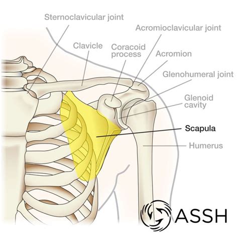 Shoulder Archives - The Handcare Blog | Body anatomy, Shoulder joint anatomy, Shoulder anatomy