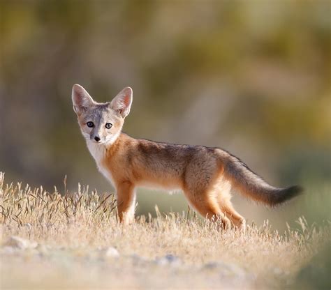 Desert Kit Fox, southern California. : r/wildlifephotography