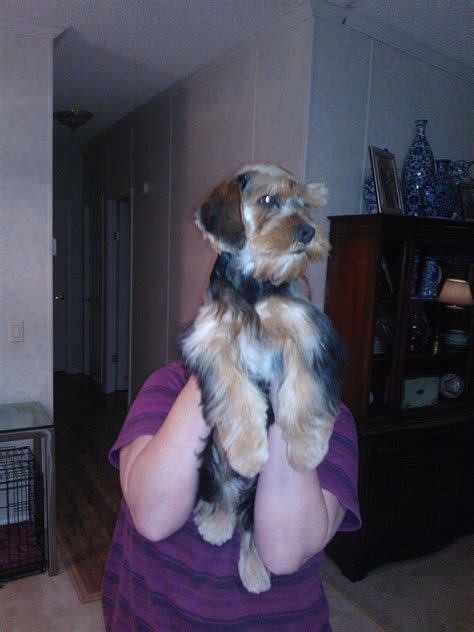 Corkies' first hair cut! First Haircut, One Hair, Cocker Spaniel ...