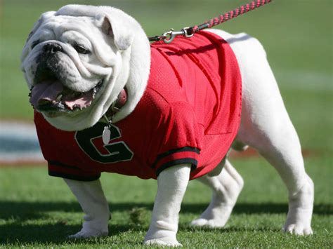 University Of Georgia Mascot Tough To Name : Blog Of The Nation : NPR