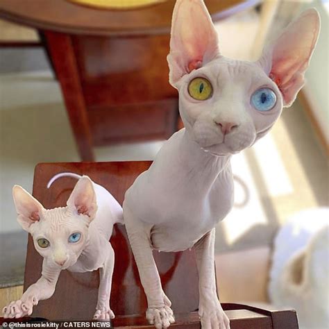 "Bald and Beautiful: Sphynx Kitties Flaunt Unique Eye Condition on Instagram, Winning Hearts ...