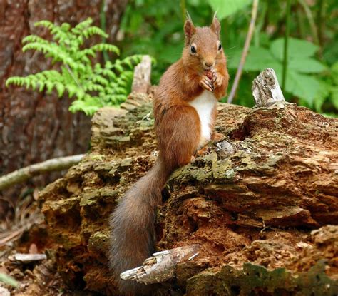 Pin on DIEREN : EEKHORENS