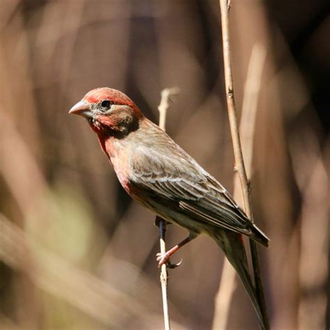 Backyard Birds of Massachusetts - Bird Watching Academy