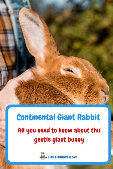 The Continental Giant Rabbit in 2021 | Giant rabbit, Rabbit, Rabbit breeds