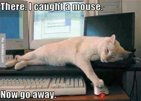 Funny Lazy Memes There I Caught A Mouse Now Go Away | QuotesBae