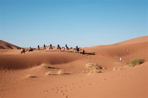 Images Gratuites : paysage, le sable, ciel, désert, dune, animal, Voyage, transport, périple ...