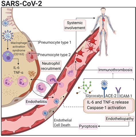 Endothelial Dysfunction and Thrombosis in Patients With COVID-19—Brief ...