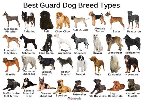 8 Images Best Home Defense Dog Breeds And Description - Alqu Blog