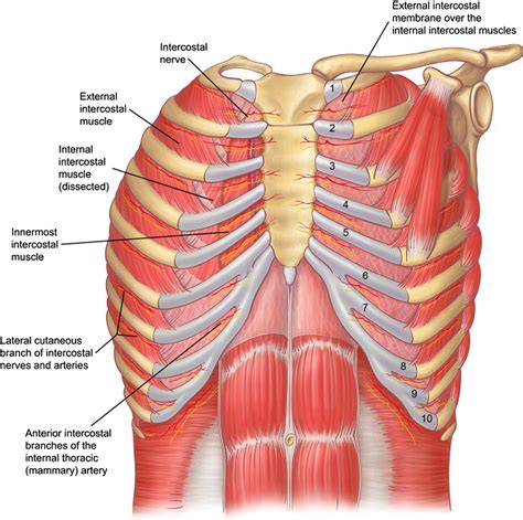 Figure 3 from Relevant surgical anatomy of the chest wall. | Semantic Scholar