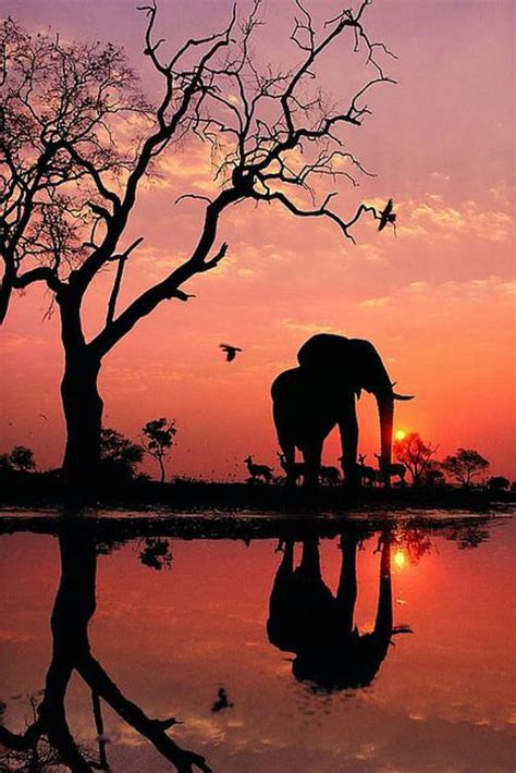 720P free download | Elephant, landscape, tree, africa, sunset, orange ...