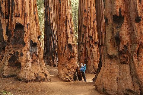 Sequoia National Park, California - WorldAtlas