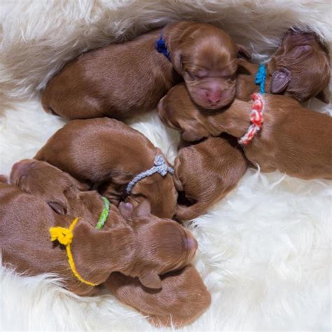 How to Care For Newborn Puppies and Their Mother - Potty Buddy™