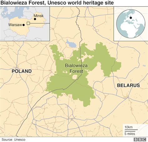 Poland must end logging in Bialowieza forest, Europe's oldest, court rules - BBC News