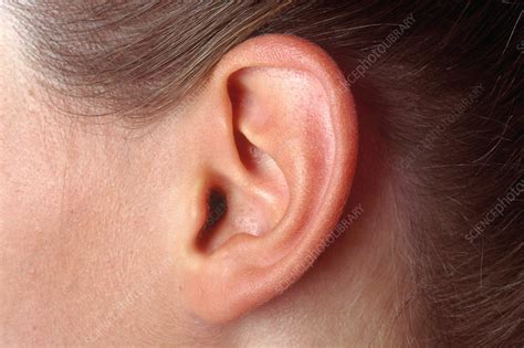 Teenage Girl's Ear - Stock Image - C003/4329 - Science Photo Library