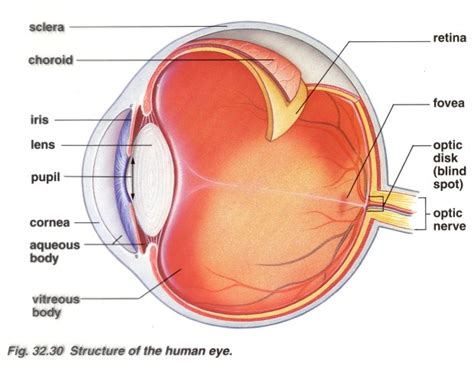 Brain Post: How Big is Your Blind Spot? - SnowBrains