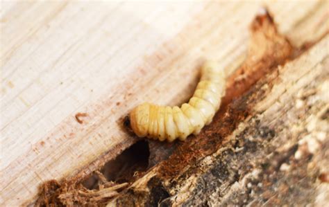 Tackling Wood Borers: Identification, Treatment and Prevention — Timber Actually