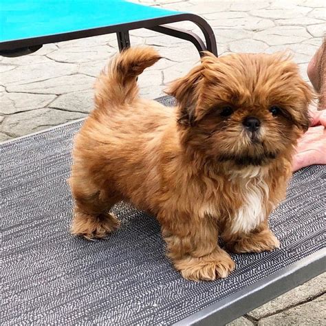 Teacup Shih Tzu Puppies For Sale In Nebraska - Shih Tzu Dog