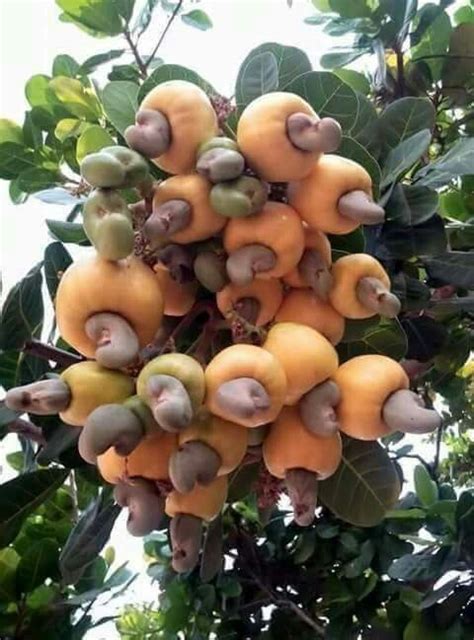 Cashew in English. Kasoy in Tagalog. | Weird fruit, Fruit garden, Fruit ...