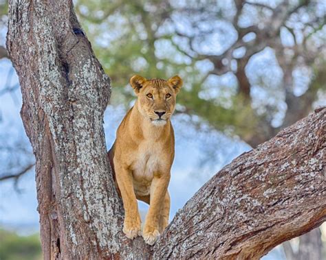 Tarangire Wildlife Guide: What Animals Can You See in Tarangire?