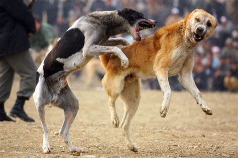 Dogfighting: which breed is stronger? - monickels.com