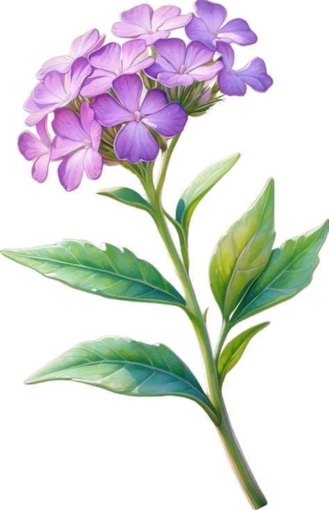 AI generated Watercolor painting of Desert Sand Verbena flower. Ai-Generated 36130314 PNG