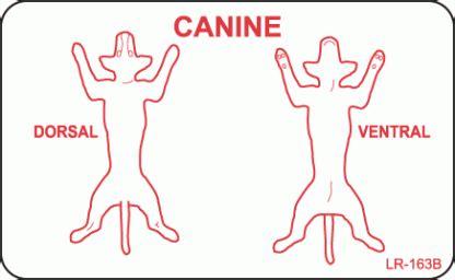 LR-163B Canine Dorsal Ventral - ParaMedical Labels