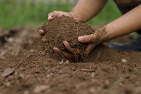 How to Prepare the Best Soil for Growing Vegetables