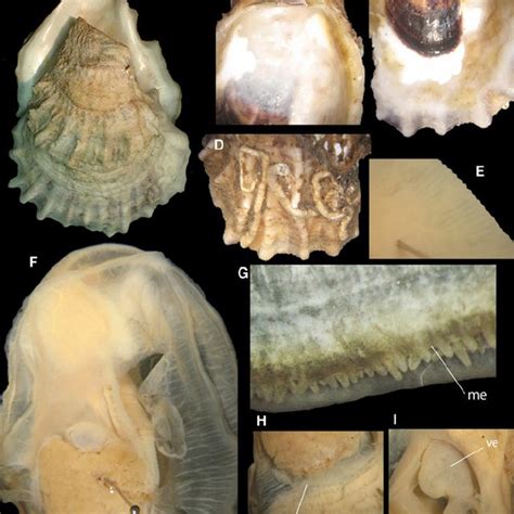 Crassostrea gigas shell and anatomy: (A) external view, right valve;... | Download Scientific ...